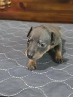 Blu Ghost, a male Miniature Pinscher for sale in Franklin, GA – 4 of 8