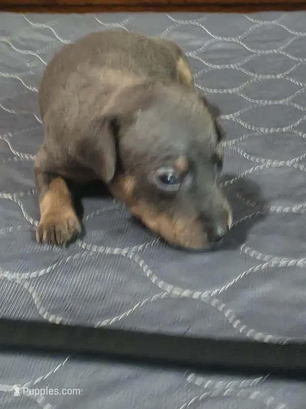 Blu Ghost – Miniature Pinscher puppy for sale in Franklin, GA