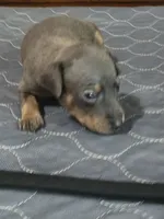 Blu Ghost, a male Miniature Pinscher for sale in Franklin, GA – 1 of 8