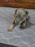 Blu Ghost, a male Miniature Pinscher for sale in Franklin, GA – 5 of 8