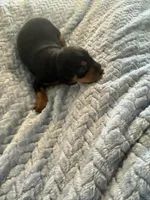 Dakota , a male Miniature Pinscher for sale in Franklin, GA – Photo 6 of 6