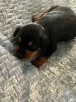 Dakota , a male Miniature Pinscher for sale in Franklin, GA – Photo 5 of 6