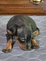 Dakota , a male Miniature Pinscher for sale in Franklin, GA – Photo 6 of 6