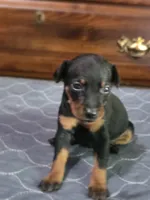 Dakota , a male Miniature Pinscher for sale in Franklin, GA – Photo 2 of 6