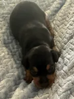 Dakota , a male Miniature Pinscher for sale in Franklin, GA – Photo 2 of 6