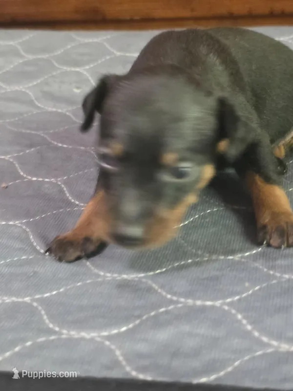 Dakota  – Miniature Pinscher puppy for sale in Franklin, GA