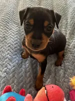 Cody, a male Miniature Pinscher for sale in Franklin, GA – Photo 2 of 5