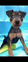 Cody, a male Miniature Pinscher for sale in Franklin, GA – Photo 8 of 8