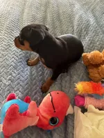 Cody, a male Miniature Pinscher for sale in Franklin, GA – Photo 5 of 5