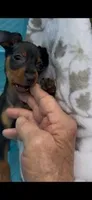 Cody, a male Miniature Pinscher for sale in Franklin, GA – Photo 7 of 8