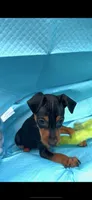 Cody, a male Miniature Pinscher for sale in Franklin, GA – Photo 6 of 8