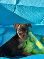 Whiskey, a male Miniature Pinscher for sale in Franklin, GA – Photo 10 of 10