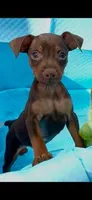 Whiskey, a male Miniature Pinscher for sale in Franklin, GA – Photo 5 of 10