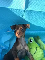 Whiskey, a male Miniature Pinscher for sale in Franklin, GA – Photo 8 of 10