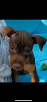 Whiskey, a male Miniature Pinscher for sale in Franklin, GA – Photo 3 of 10