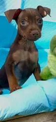 Whiskey – Miniature Pinscher puppy for sale in Franklin, GA