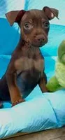 Whiskey, a male Miniature Pinscher for sale in Franklin, GA – Photo 1 of 10