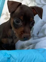 Whiskey, a male Miniature Pinscher for sale in Franklin, GA – Photo 6 of 10