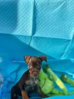 Whiskey, a male Miniature Pinscher for sale in Franklin, GA – Photo 9 of 10