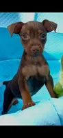 Whiskey, a male Miniature Pinscher for sale in Franklin, GA – Photo 2 of 10