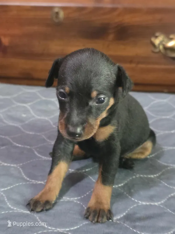Levy – Miniature Pinscher puppy for sale in Franklin, GA