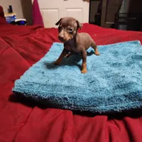 Rusty/Christmas Pups, a male Miniature Pinscher for sale in Franklin, GA – Photo 6 of 6