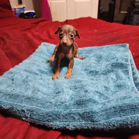 Rusty/Christmas Pups, a male Miniature Pinscher for sale in Franklin, GA – Photo 5 of 6