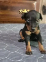 Levy, a male Miniature Pinscher for sale in Franklin, GA – 4 of 6