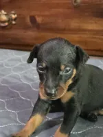 Levy, a male Miniature Pinscher for sale in Franklin, GA – 5 of 6