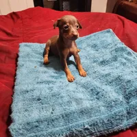 Rusty/Christmas Pups, a male Miniature Pinscher for sale in Franklin, GA – Photo 4 of 6
