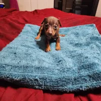 Rusty/Christmas Pups, a male Miniature Pinscher for sale in Franklin, GA – Photo 2 of 6