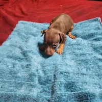 Rusty/Christmas Pups, a male Miniature Pinscher for sale in Franklin, GA – Photo 1 of 6