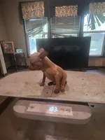 Ruby, a female Miniature Pinscher for sale in Franklin, GA – 3 of 6