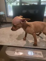 Ruby, a female Miniature Pinscher for sale in Franklin, GA – 2 of 6