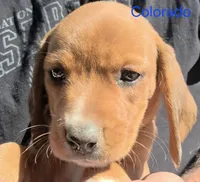 Colorado , a male Beagle for sale in New Richmond, WI – 4 of 5
