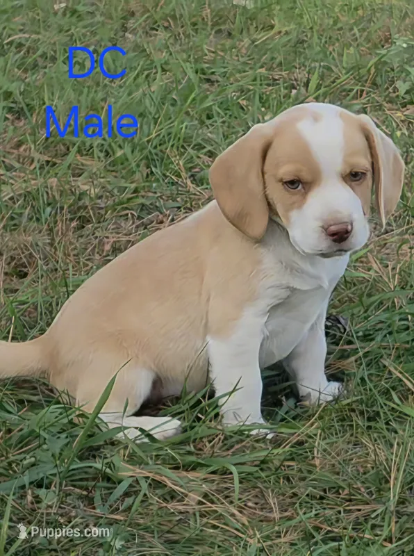 DC  – Beagle puppy for sale in New Richmond, WI