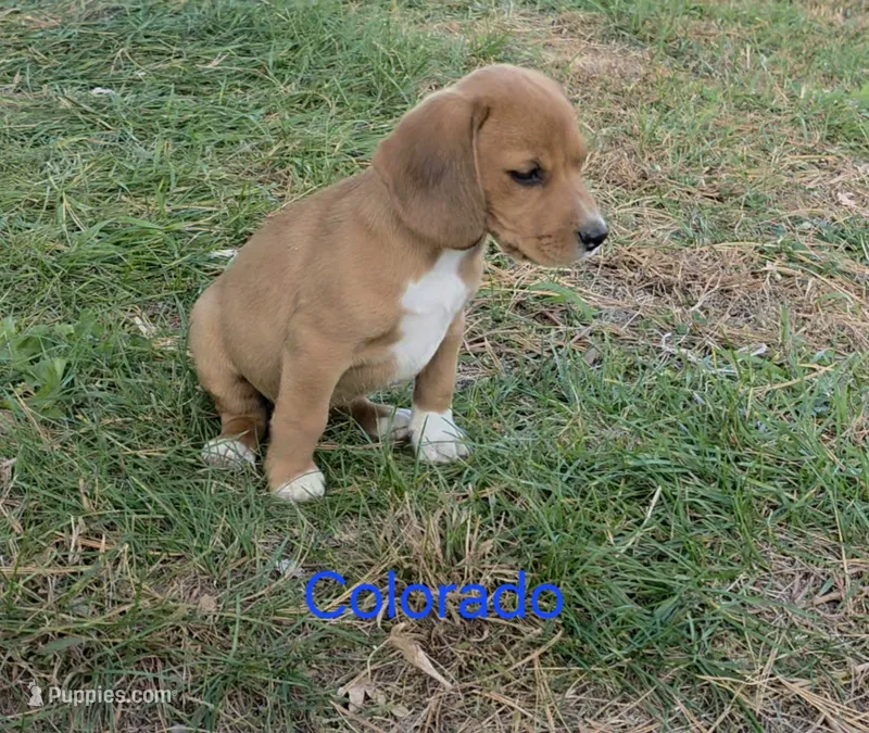 Colorado  – Beagle puppy for sale in New Richmond, WI