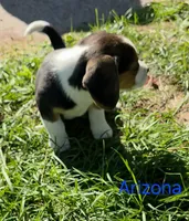 Arizona , a male Beagle for sale in New Richmond, WI – 4 of 5