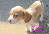 Virginia , a female Beagle for sale in New Richmond, WI – 4 of 4