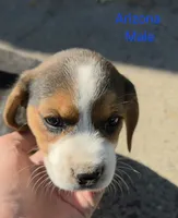 Arizona , a male Beagle for sale in New Richmond, WI – 1 of 5