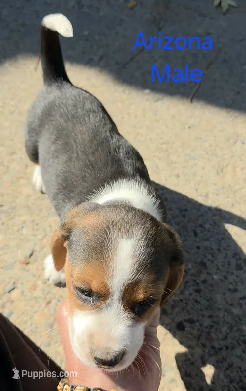 Arizona  – Beagle puppy for sale in New Richmond, WI