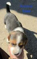 Arizona , a male Beagle for sale in New Richmond, WI – 3 of 5