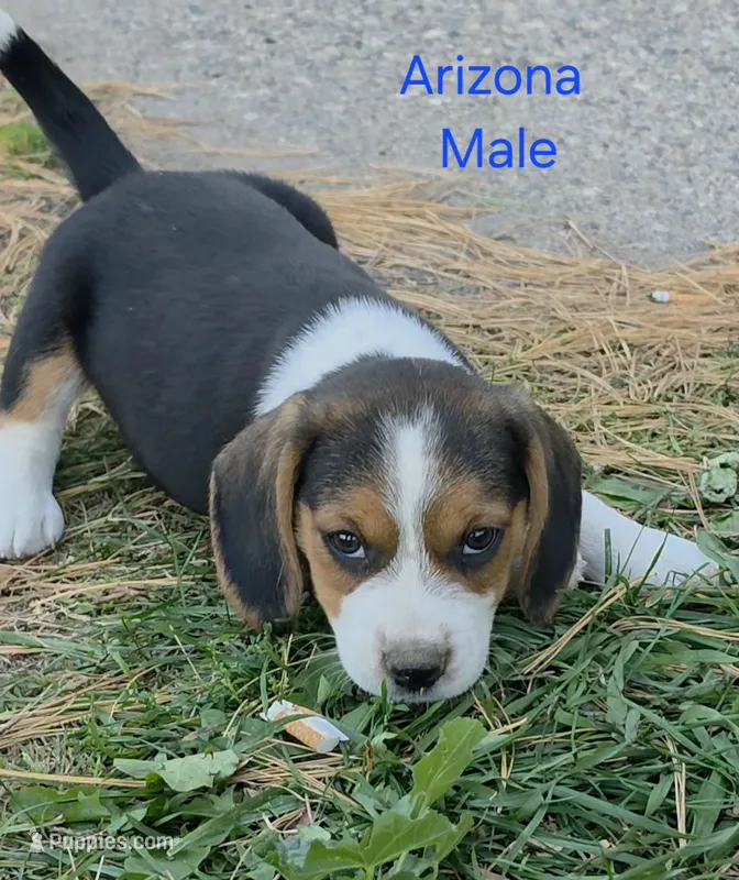 Arizona  – Beagle puppy on hold in New Richmond, WI