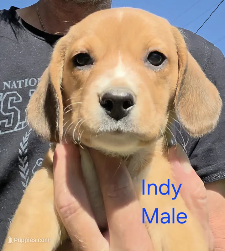 Indy – Beagle puppy for sale in New Richmond, WI