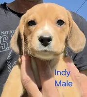 Indy, a male Beagle for sale in New Richmond, WI – 1 of 3