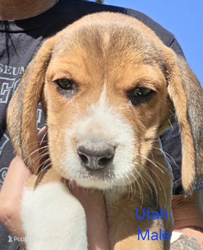 Utah – Beagle puppy for sale in New Richmond, WI