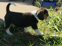 Arizona , a male Beagle for sale in New Richmond, WI – 5 of 5