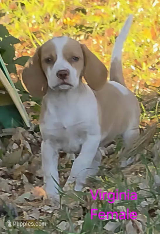 Virginia  – Beagle puppy for sale in New Richmond, WI