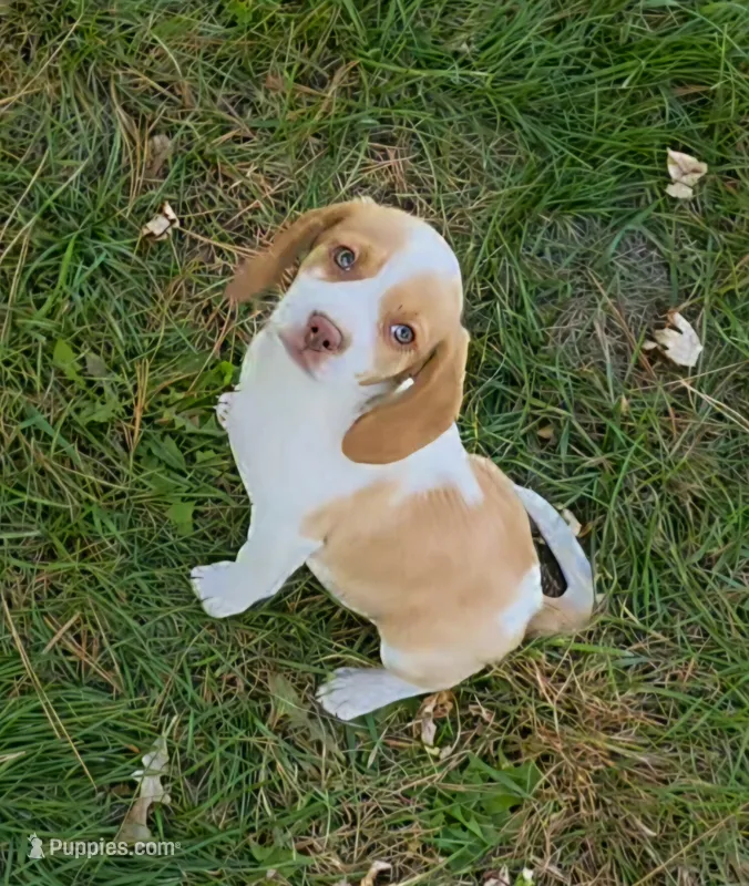 Virginia  – Beagle puppy for sale in New Richmond, WI