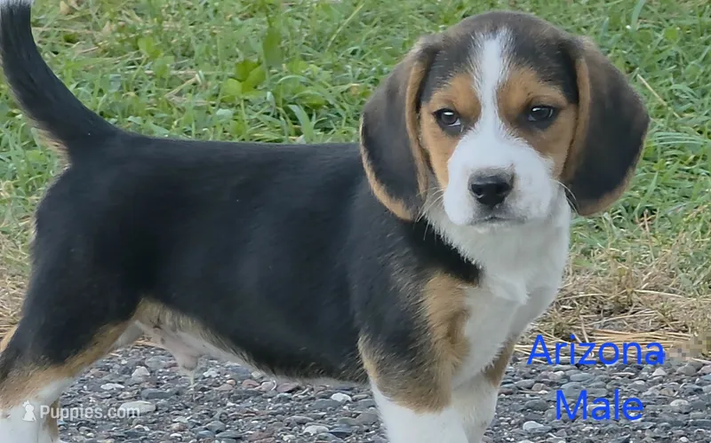 Arizona  – Beagle puppy for sale in New Richmond, WI